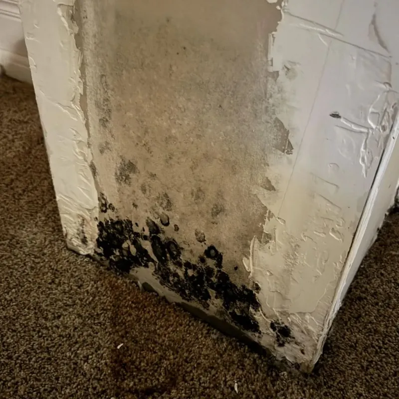 Professional Mold Removal in Woodbury, NY